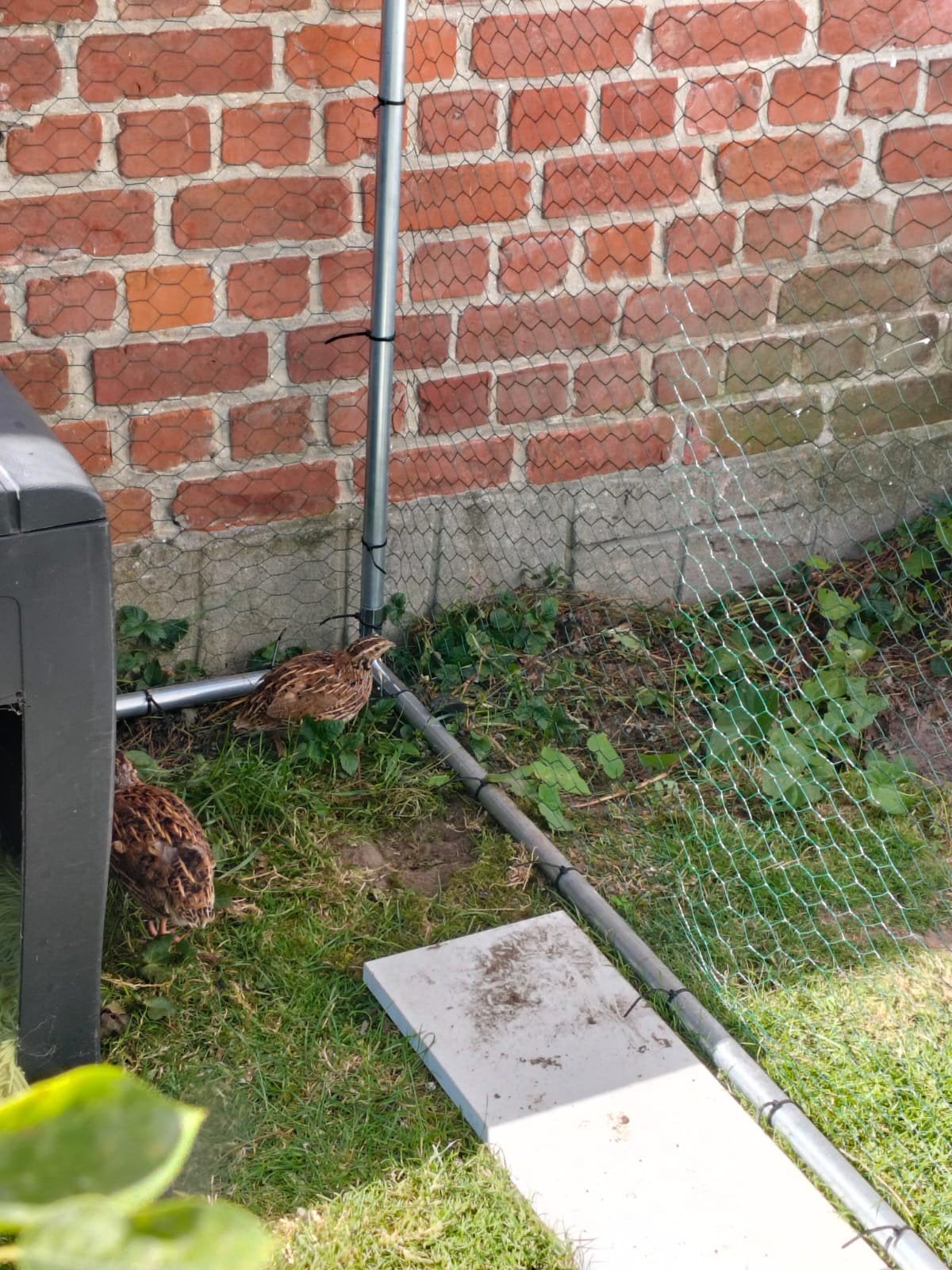 1 mannetje en 1 vrouwtje kwartel gratis, Dieren en Toebehoren, Pluimvee