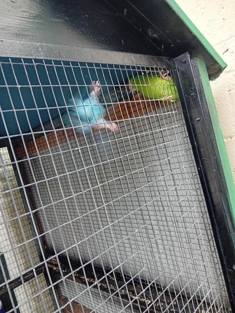 Vogels, Animaux & Accessoires, Perruche
