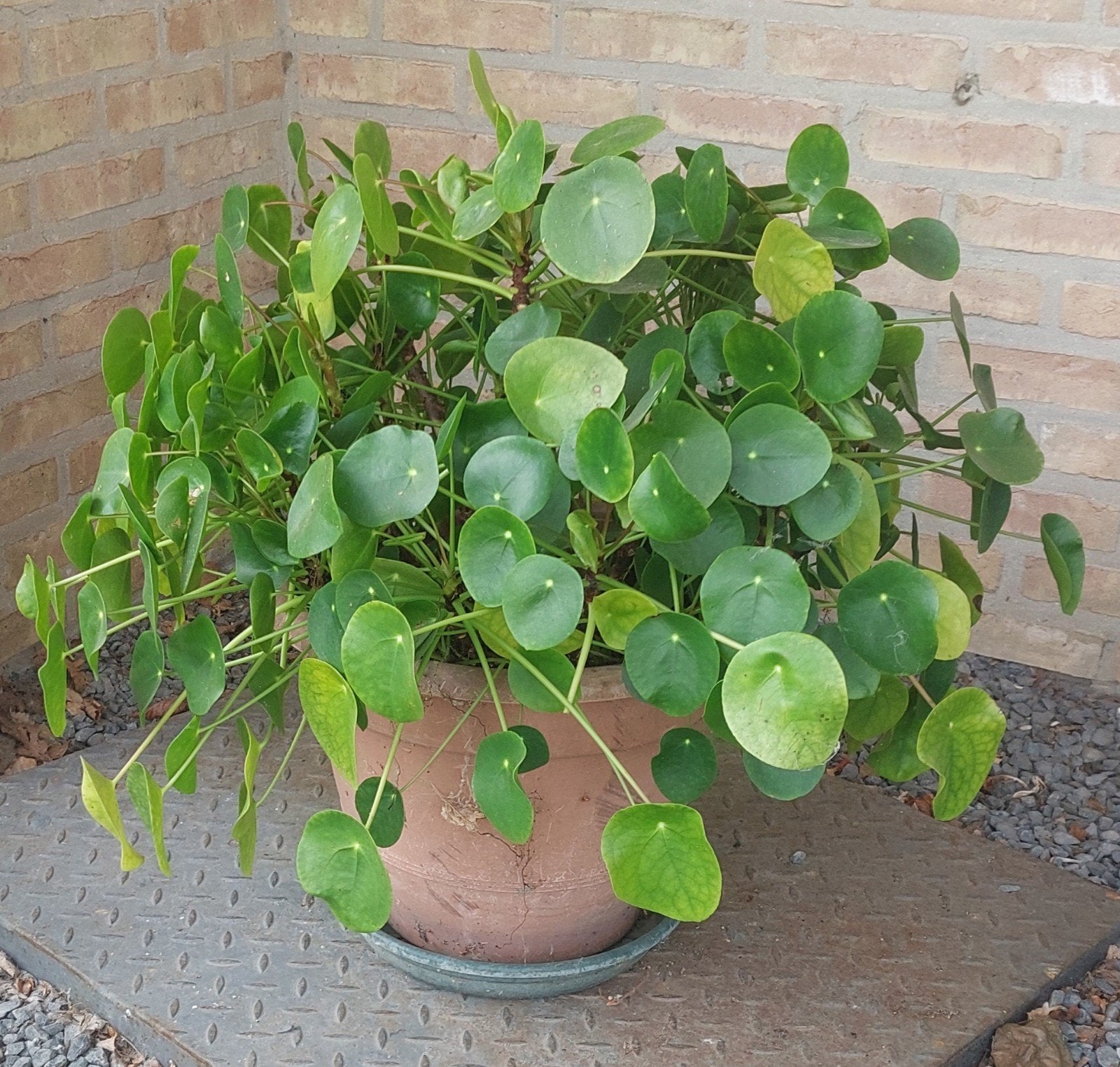 Grote pannekoek planten, Ophalen