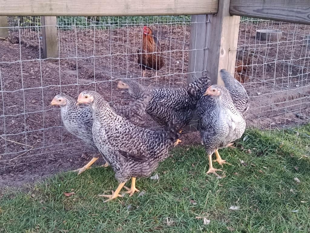 hollandse blauwe toplegkippen, Dieren en Toebehoren, Kip