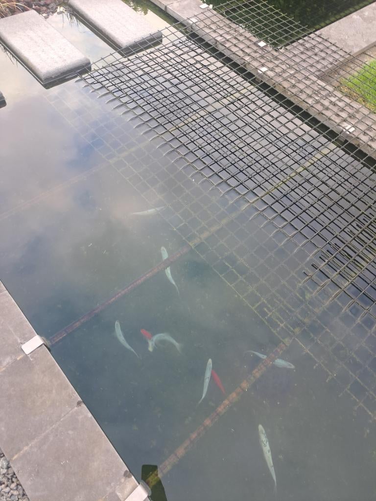 7 Blauwwinde vissen, Dieren en Toebehoren, Vissen | Vijvervissen, Baars of Goudwinde