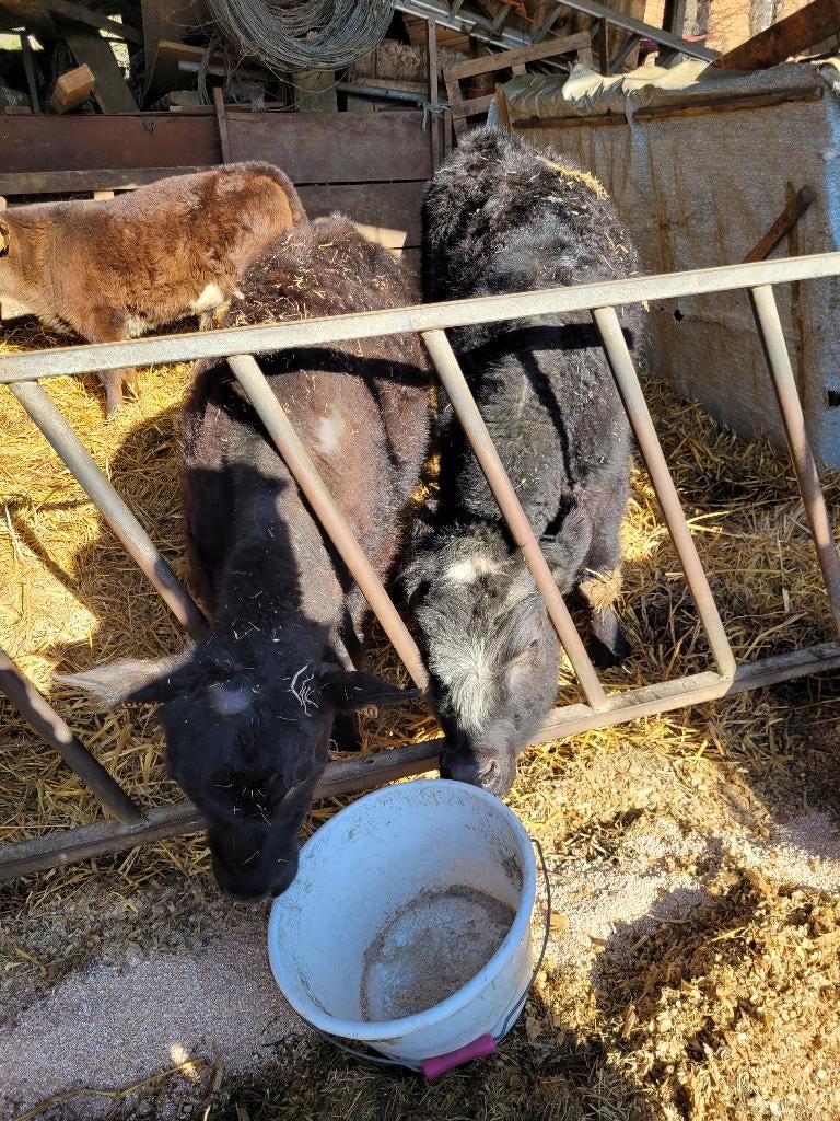 Black Angus dekstieren en jongvee 10 a 12 maand, Dieren en Toebehoren, Meerdere dieren, 0 tot 2 jaar