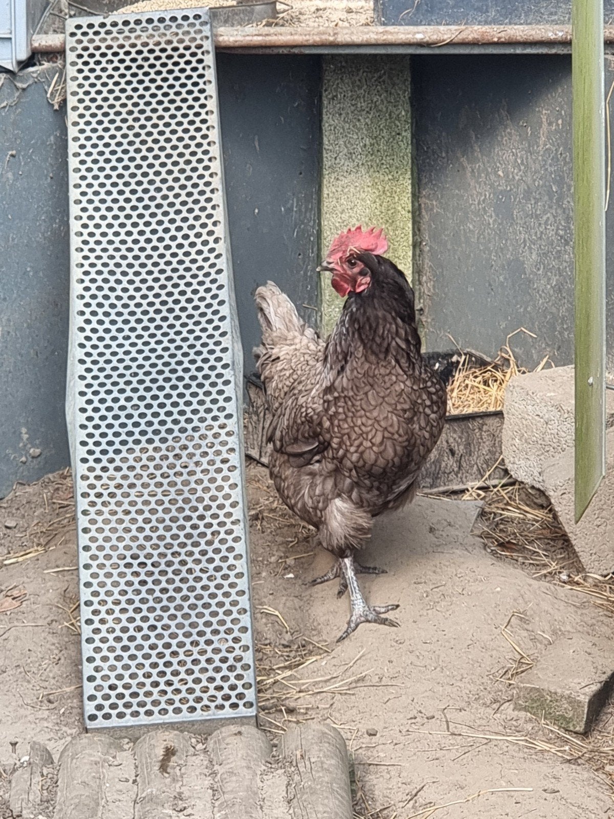 2 legkippen, Dieren en Toebehoren, Pluimvee