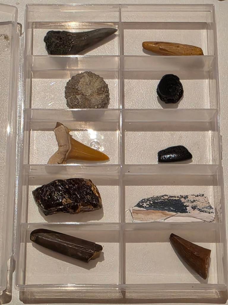 Fossielen set 10 stuks mooi in een doosje., Ophalen of Verzenden, Fossiel