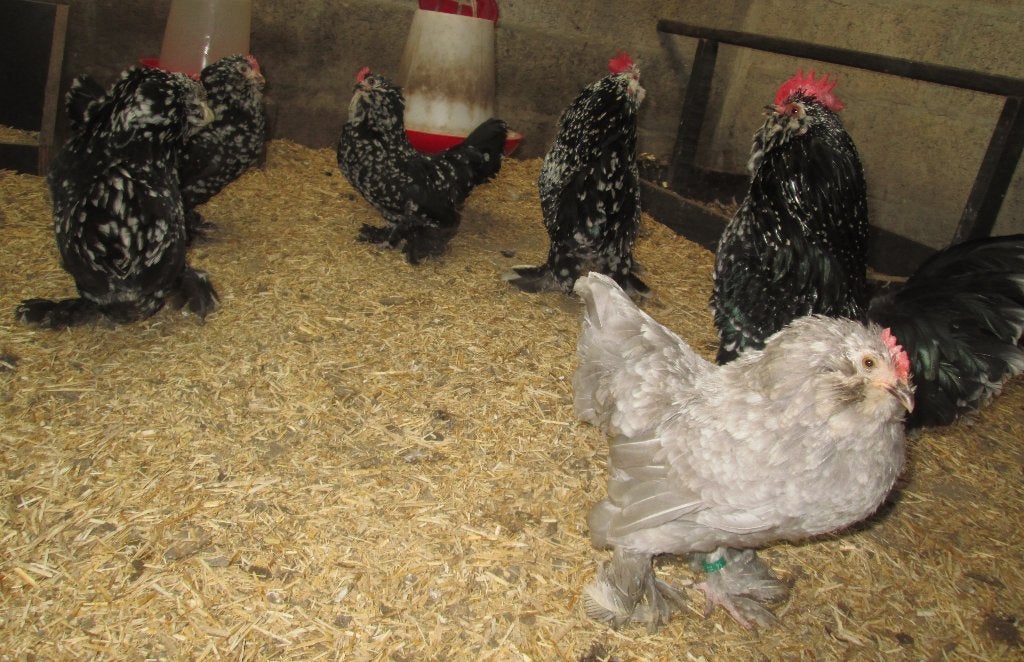 Ukkelse baardkrielen, Animaux & Accessoires, Volatiles, Poule ou poulet, Plusieurs animaux