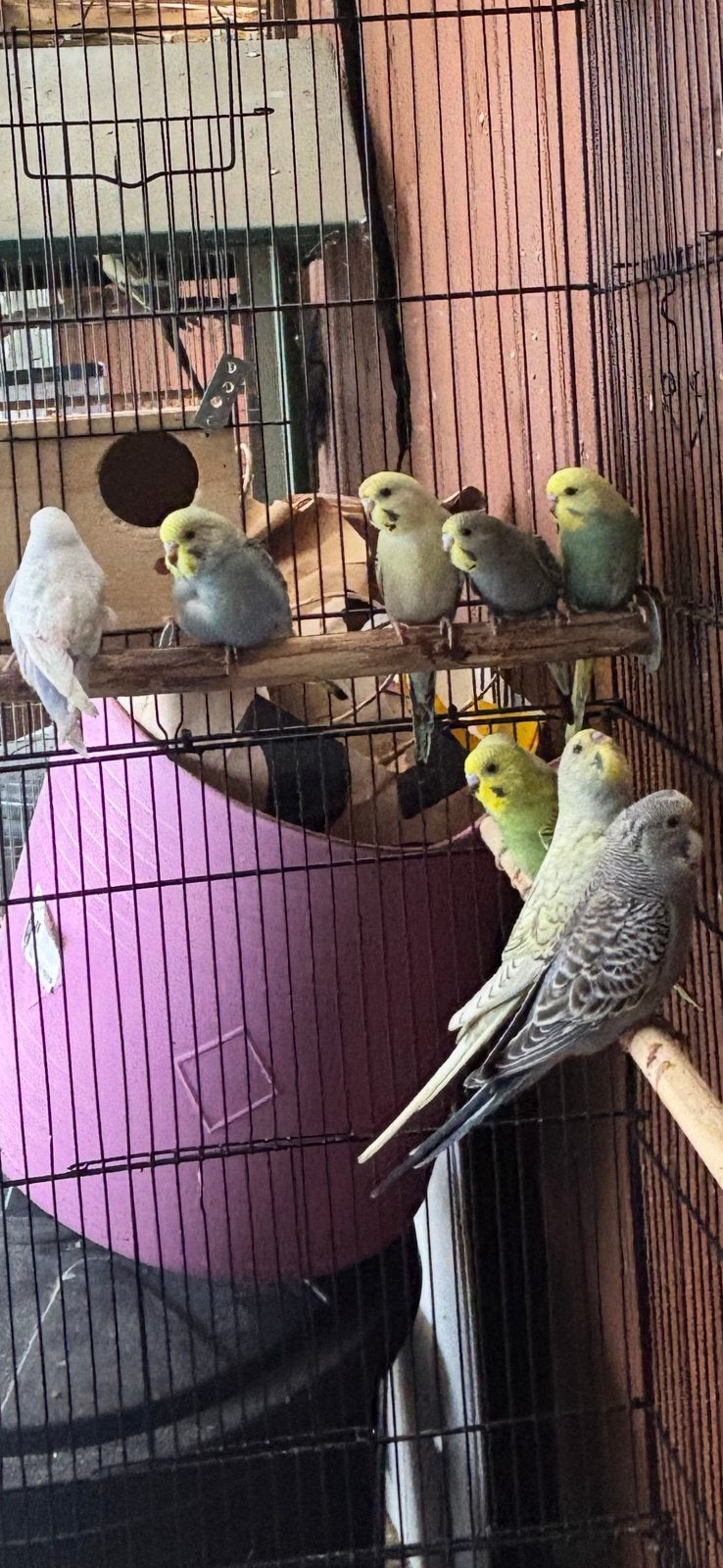 9 jonge Grasparkieten te koop., Dieren en Toebehoren, Vogels | Parkieten en Papegaaien