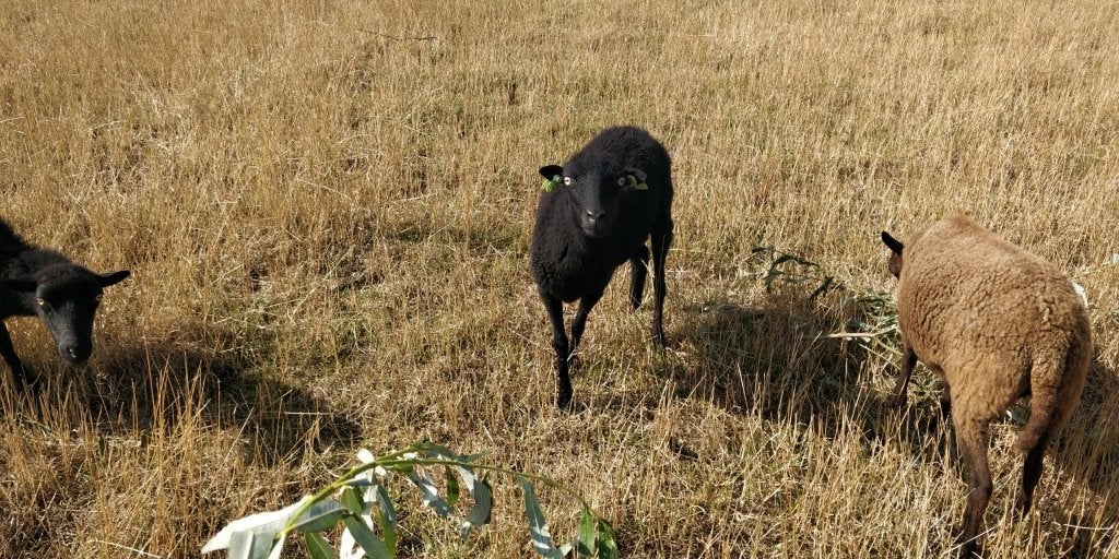 ouessant ooi 120 euro, Dieren en Toebehoren, Schapen, Geiten en Varkens, Vrouwelijk, Schaap, 3 tot 5 jaar