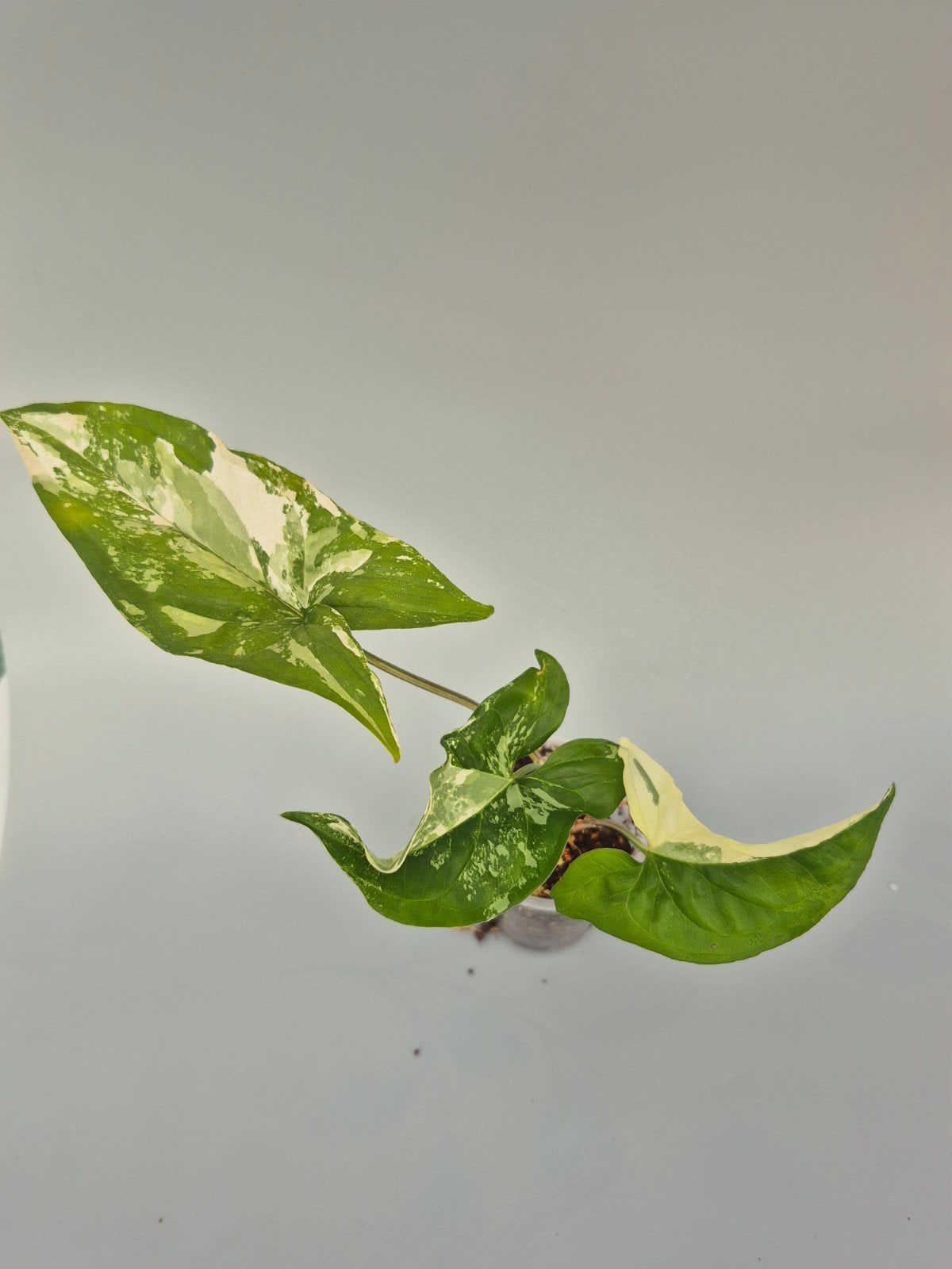 Syngonium albo stekje, Huis en Inrichting, Kamerplanten, Ophalen of Verzenden