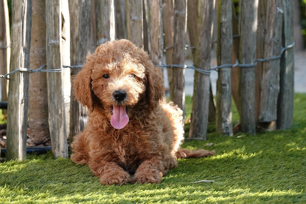 Prachtige Mini-Labradoodles; met stamboom, Dieren en Toebehoren, België, Overige rassen, 8 tot 15 weken, CDV (hondenziekte)