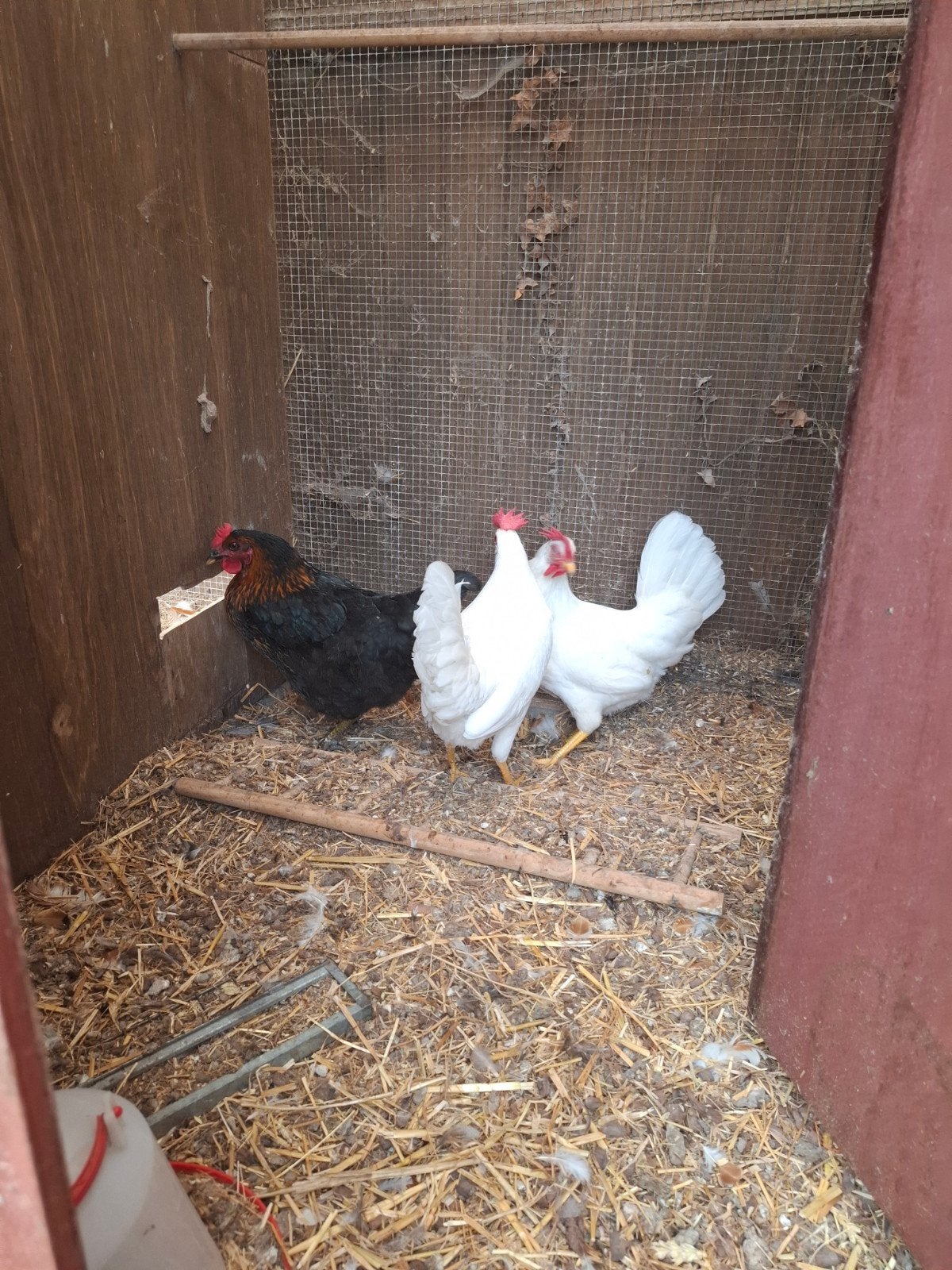 3 legkippen te koop, Dieren en Toebehoren, Vrouwelijk, Kip