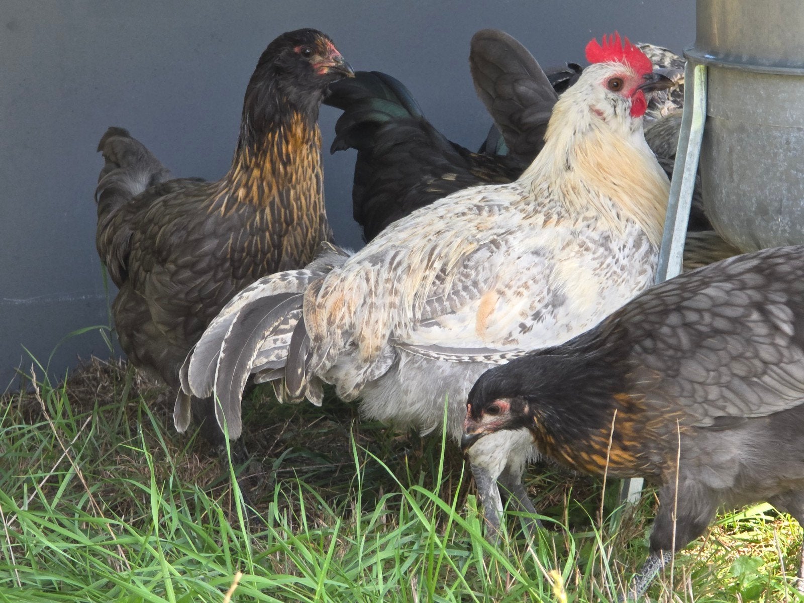 Kruising ameraucana haantjes