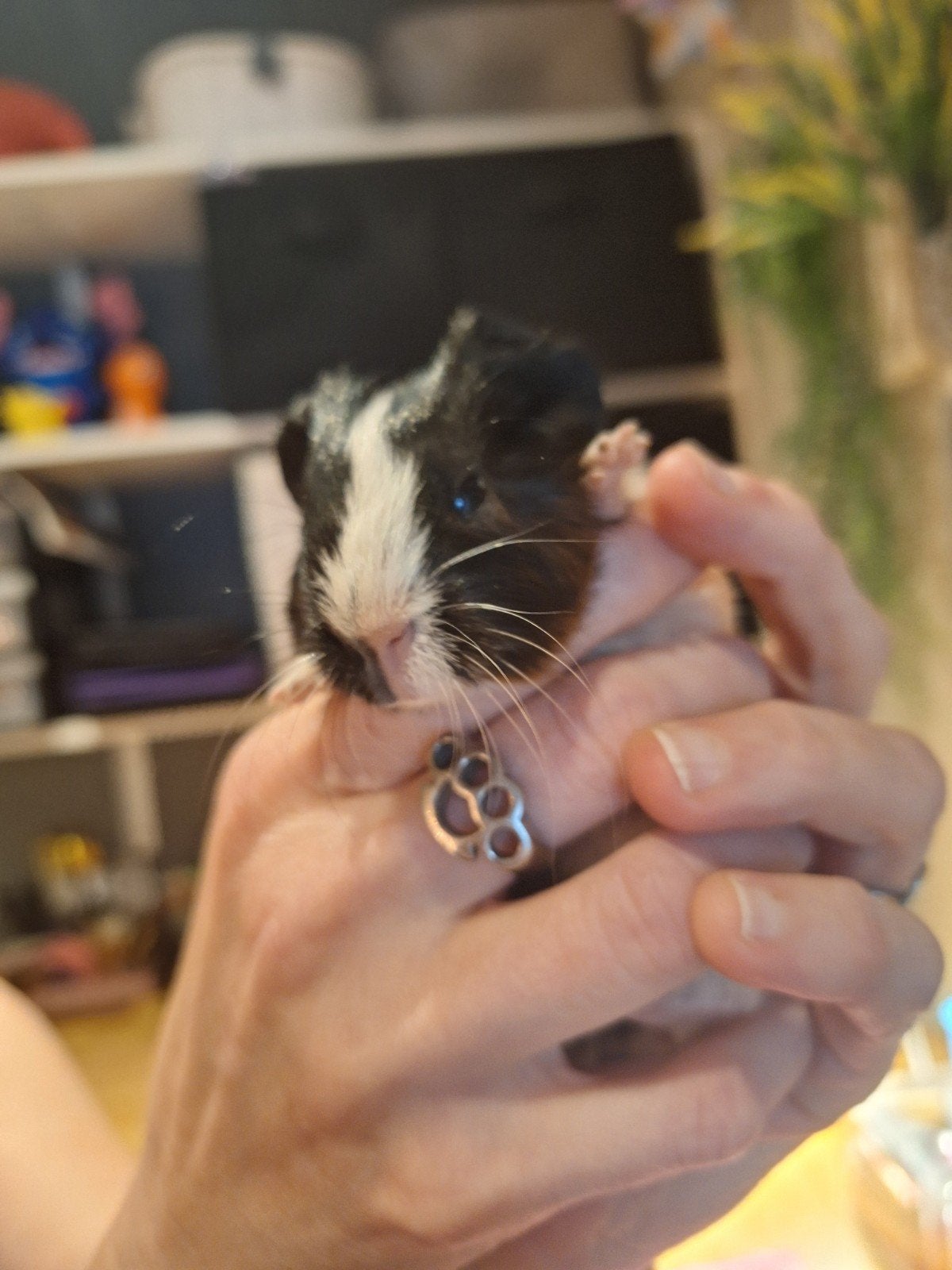 3 cavia beertjes zwartwit en bruinwit (10 euro per stuk), Dieren en Toebehoren, Mei, Mannelijk, Cavia