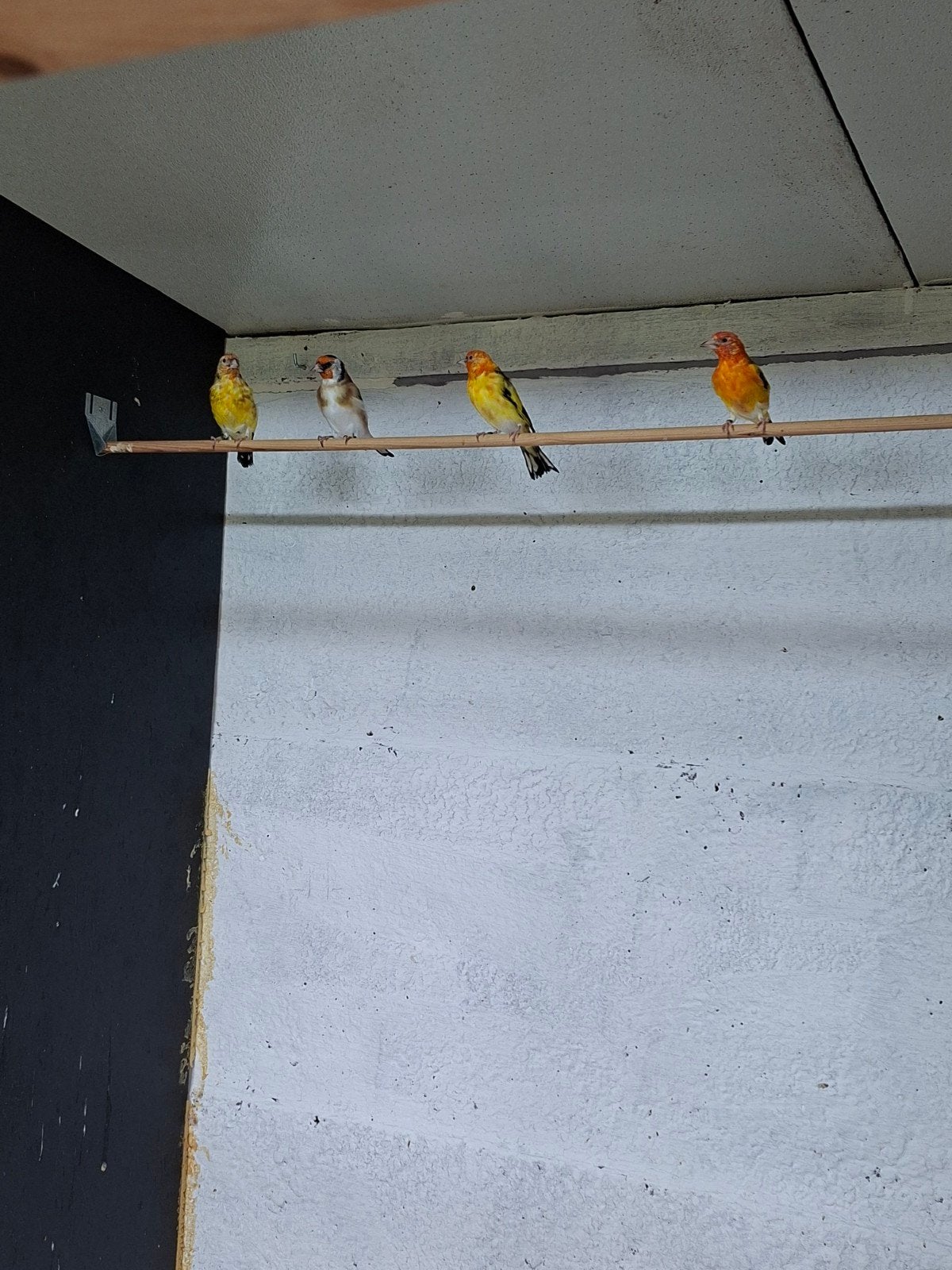 puttersr, Dieren en Toebehoren, Wildzangvogel