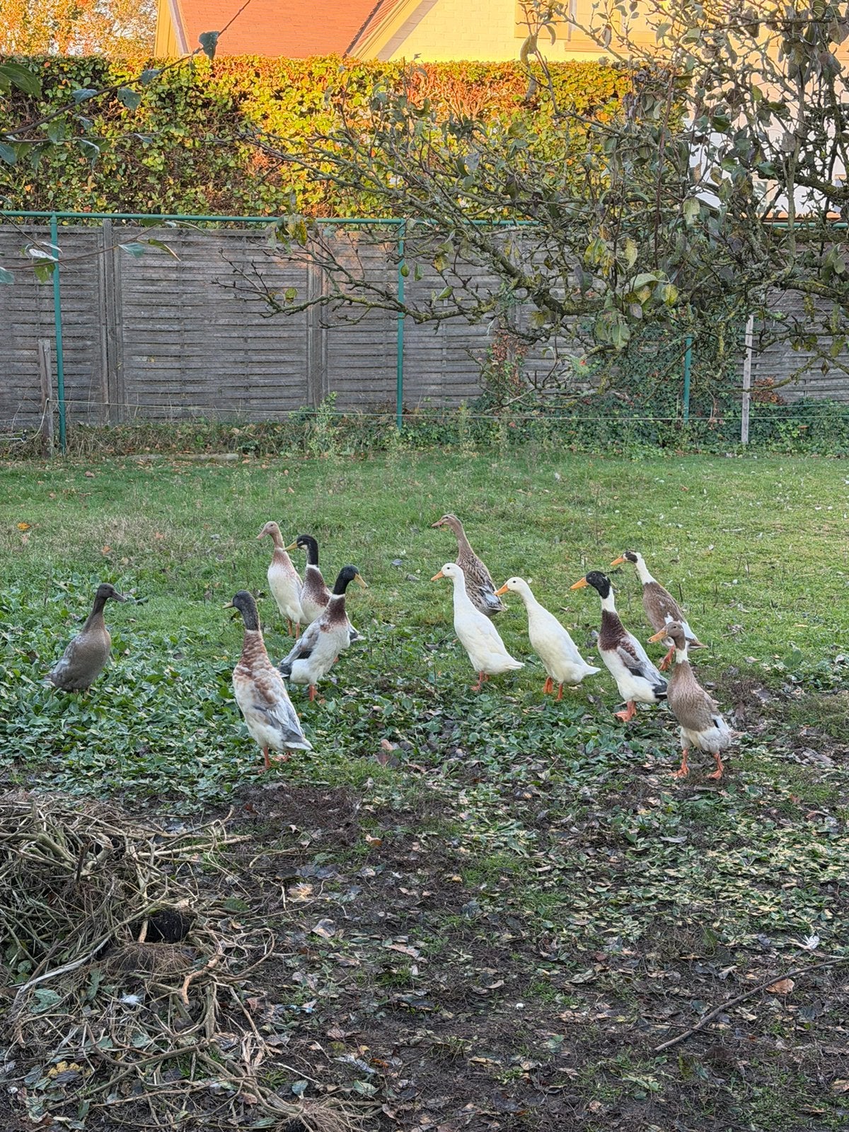 Loopeenden, Animaux & Accessoires, Plusieurs animaux, Canard