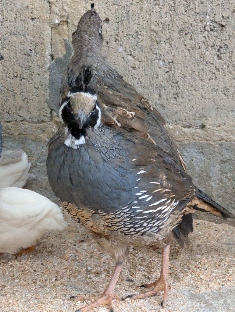 Californische kuifkwartels, Meerdere dieren