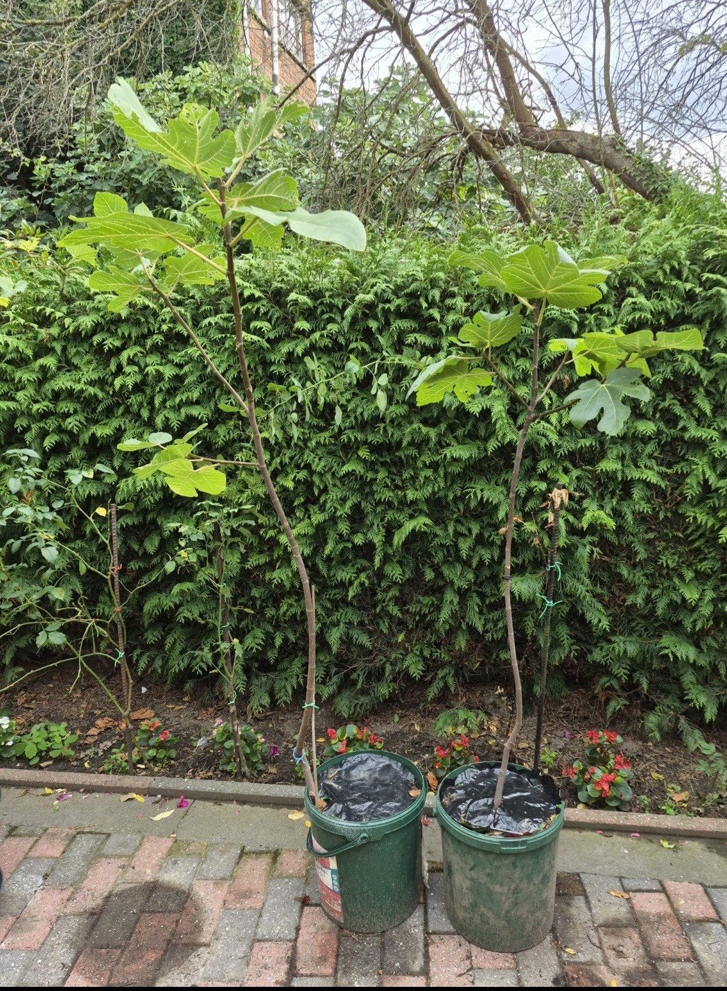 vijgen plant BIFERI, Ophalen