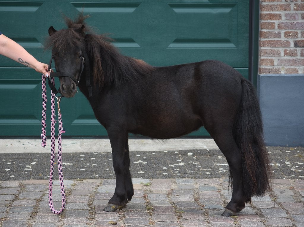 Correcte, prachtige, gitzwarte Twenter Shetlandhengst, Dieren en Toebehoren, Pony's, Met stamboom, 0 tot 2 jaar, Hengst, A pony (tot 1.17m)