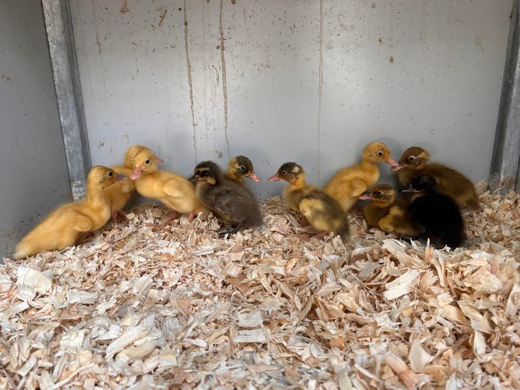 Loopeend kuikens, Sexe inconnu, Canard