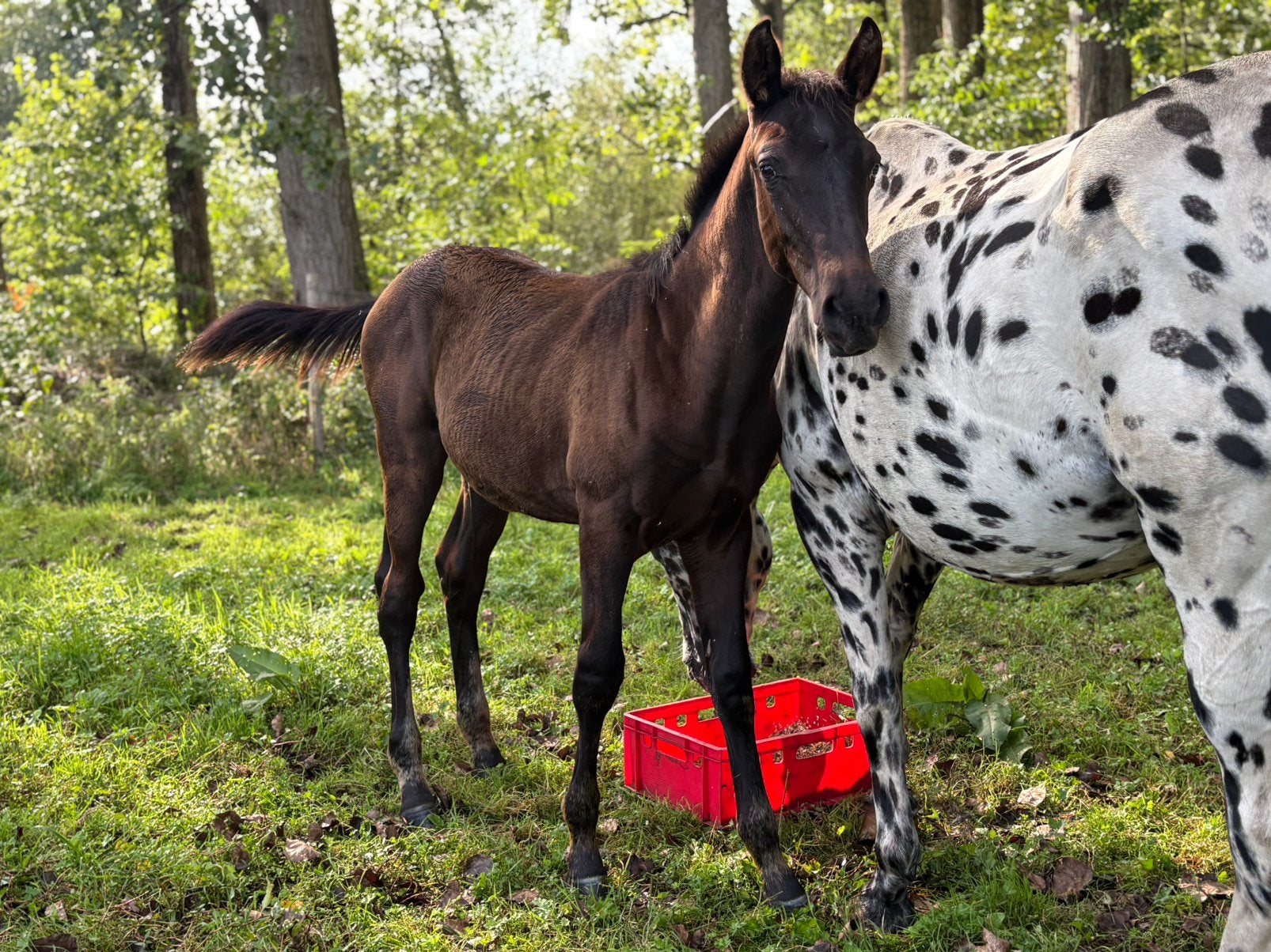 Prachtig hengsten veulen zoekt nieuwe thuis!️, Dieren en Toebehoren, Hengst