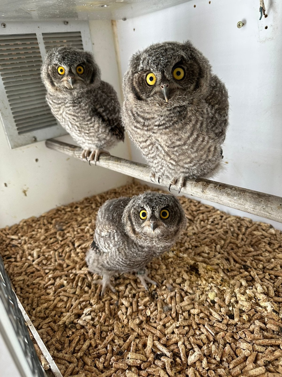 Westerseschreeuwuilen, Dieren en Toebehoren, Meerdere dieren, Roofvogel, Geringd