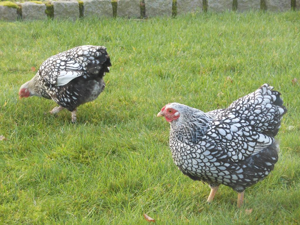 Wyandotte zilver, Dieren en Toebehoren, Pluimvee, Kip