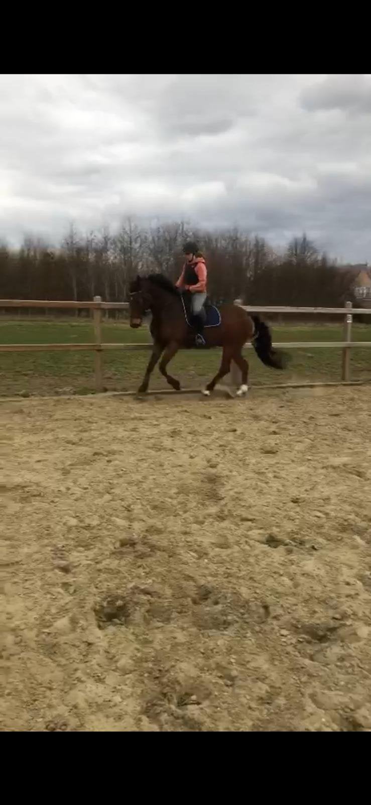 Dressuurpaard 21 jaar, Dieren en Toebehoren, Ruin