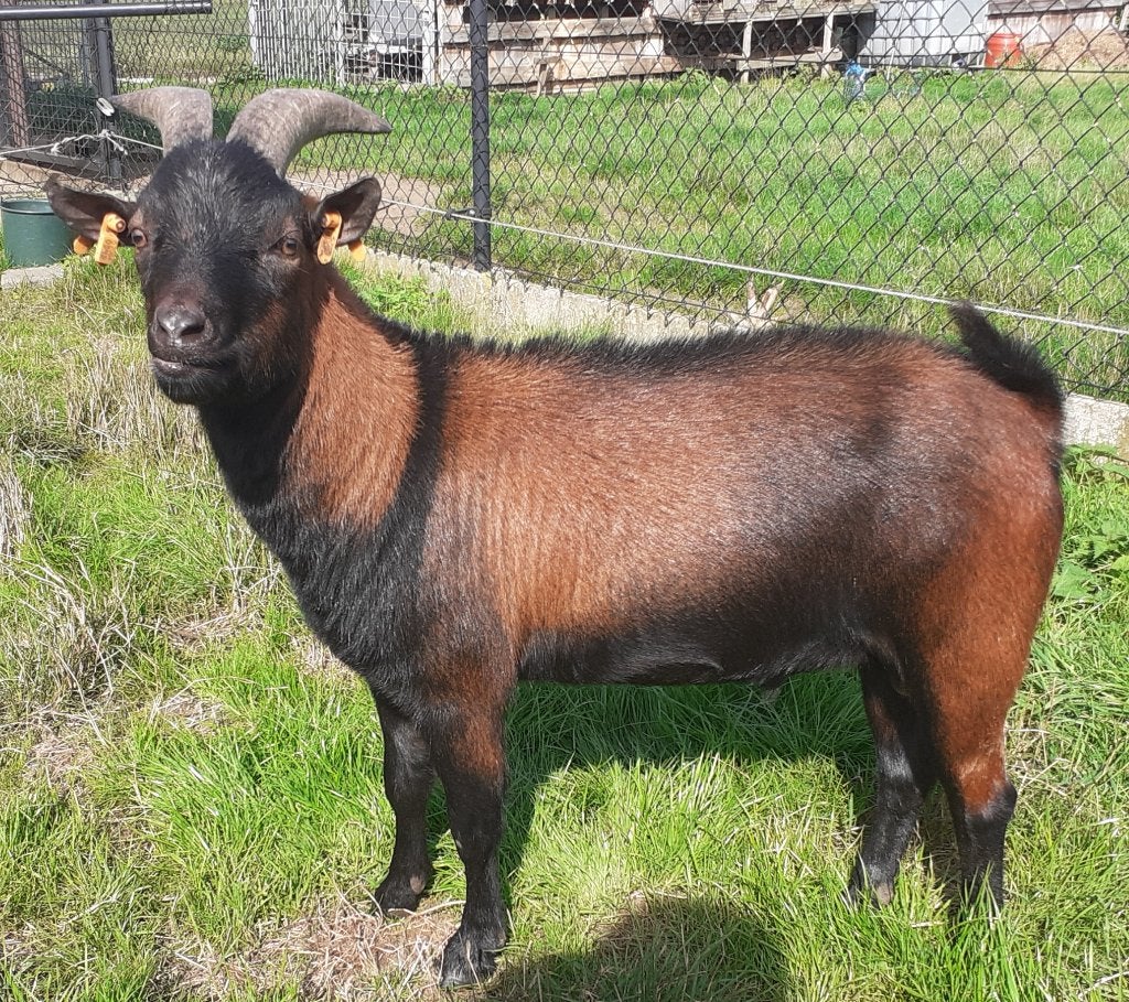 dwerggeiten, Dieren en Toebehoren, Mannelijk, Geit, 0 tot 2 jaar