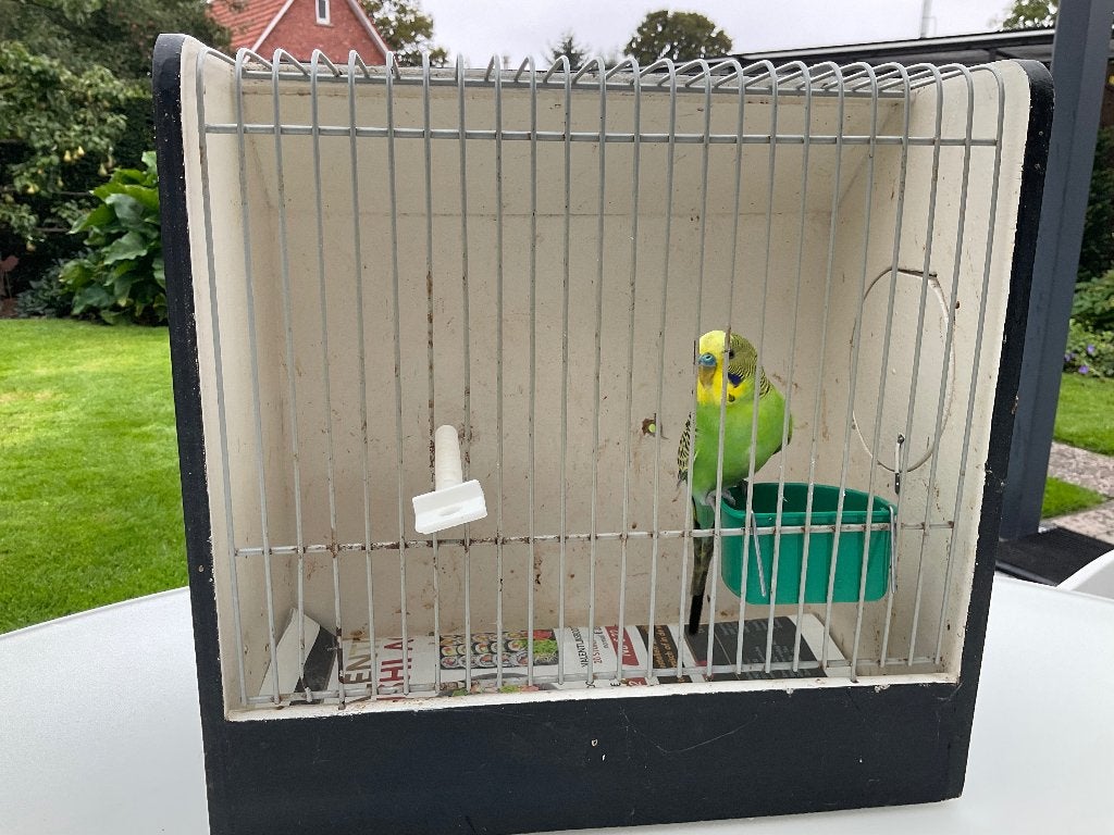 Grasparkieten, Dieren en Toebehoren, Mannelijk, Parkiet