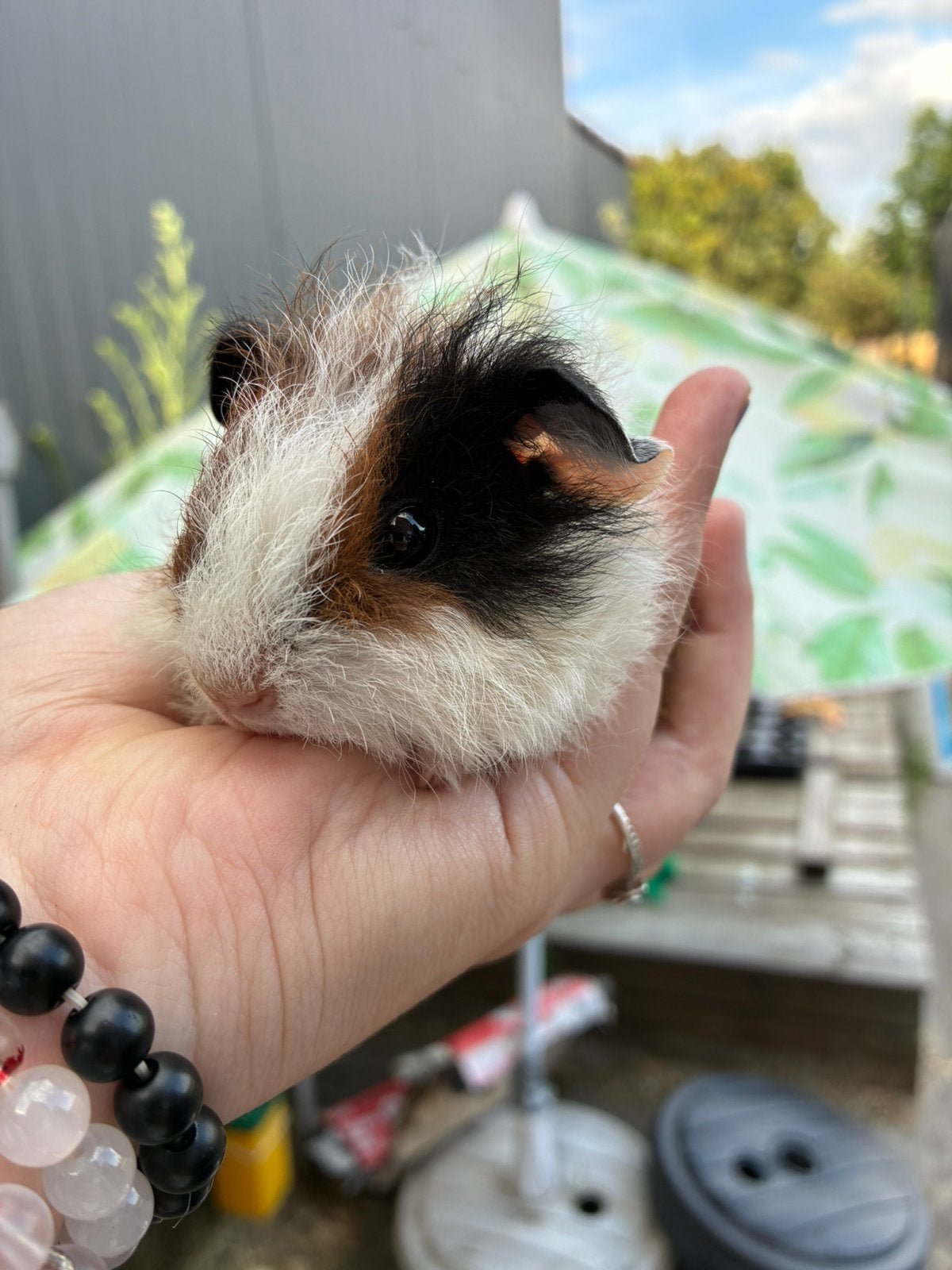 Mannelijke cavia, Animaux & Accessoires, Rongeurs, Mâle, Juin, Domestique, Cobaye
