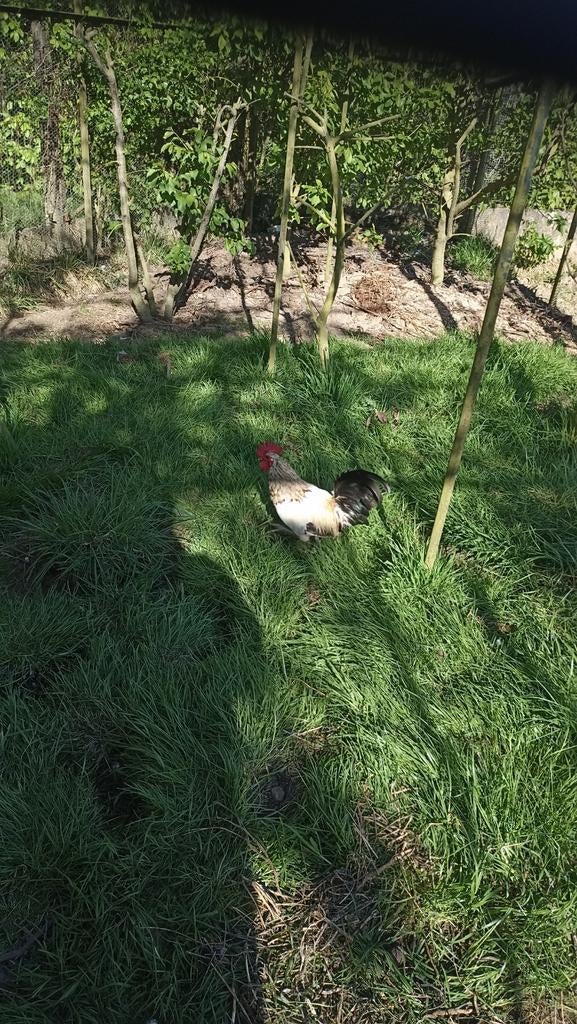 Coq, Dieren en Toebehoren