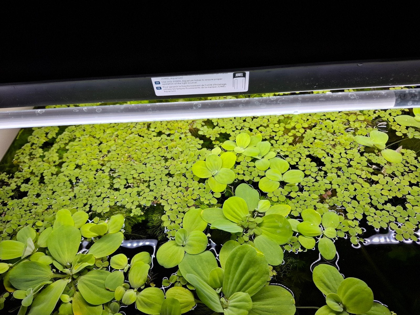 A DONNER Salvinia minima, Dieren en Toebehoren, Ophalen of Verzenden