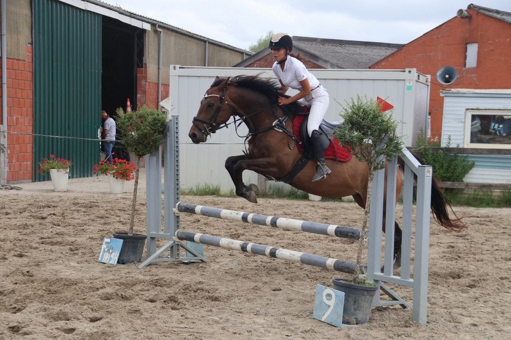 Halve stal aangeboden, Dieren en Toebehoren, Merrie, Minder dan 160 cm, 3 tot 6 jaar, Recreatiepaard