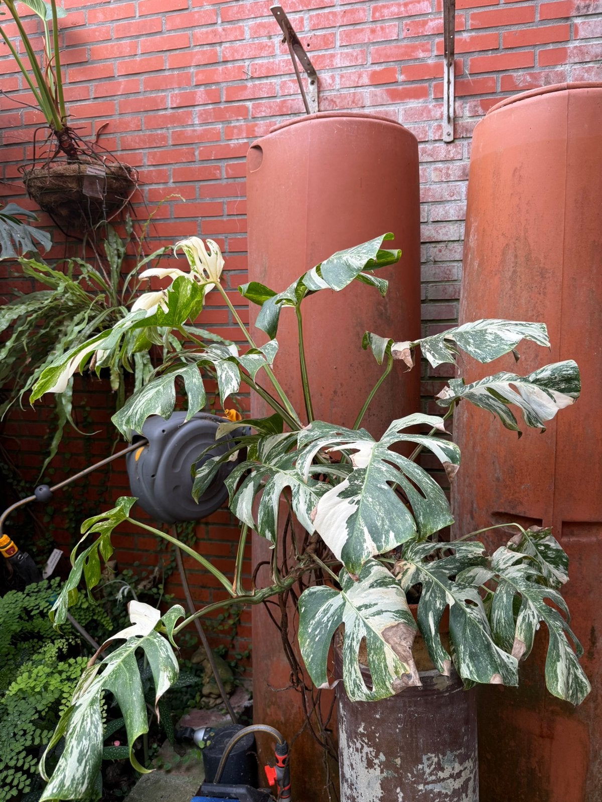 Monstera deliciosa albo variegata, Ophalen