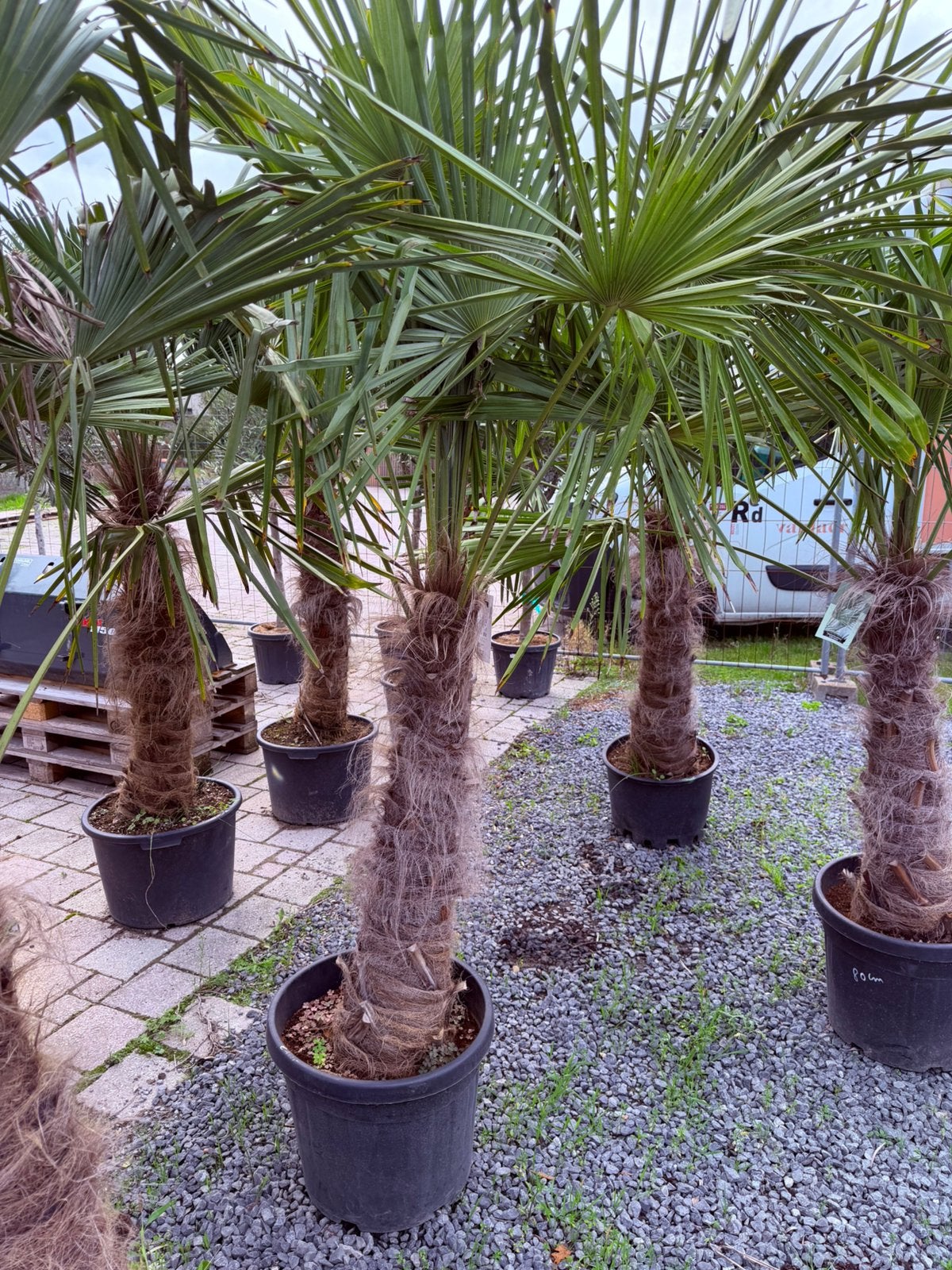 Trachycarpus fortunei, Tuin en Terras, Ophalen, In pot
