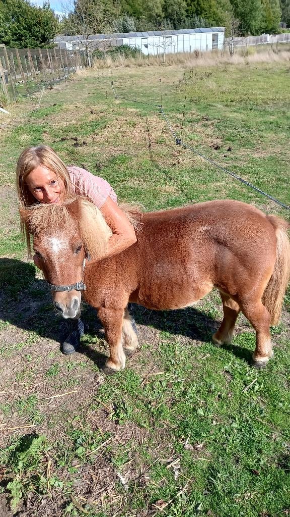 PAARD, Dieren en Toebehoren, Paarden, Merrie, 0 tot 2 jaar, Gechipt, Ontwormd