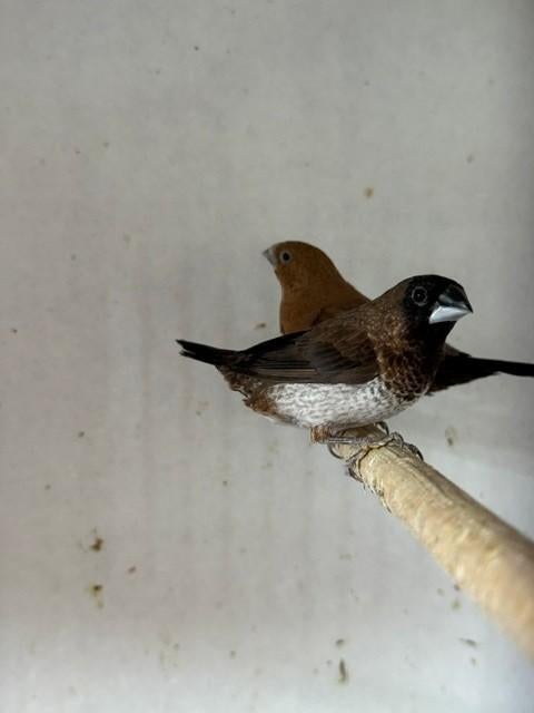 Zilverbekjes & japanse meeuwen, Dieren en Toebehoren, Vogels | Overige Vogels, Meerdere dieren, Tropenvogel, Tam
