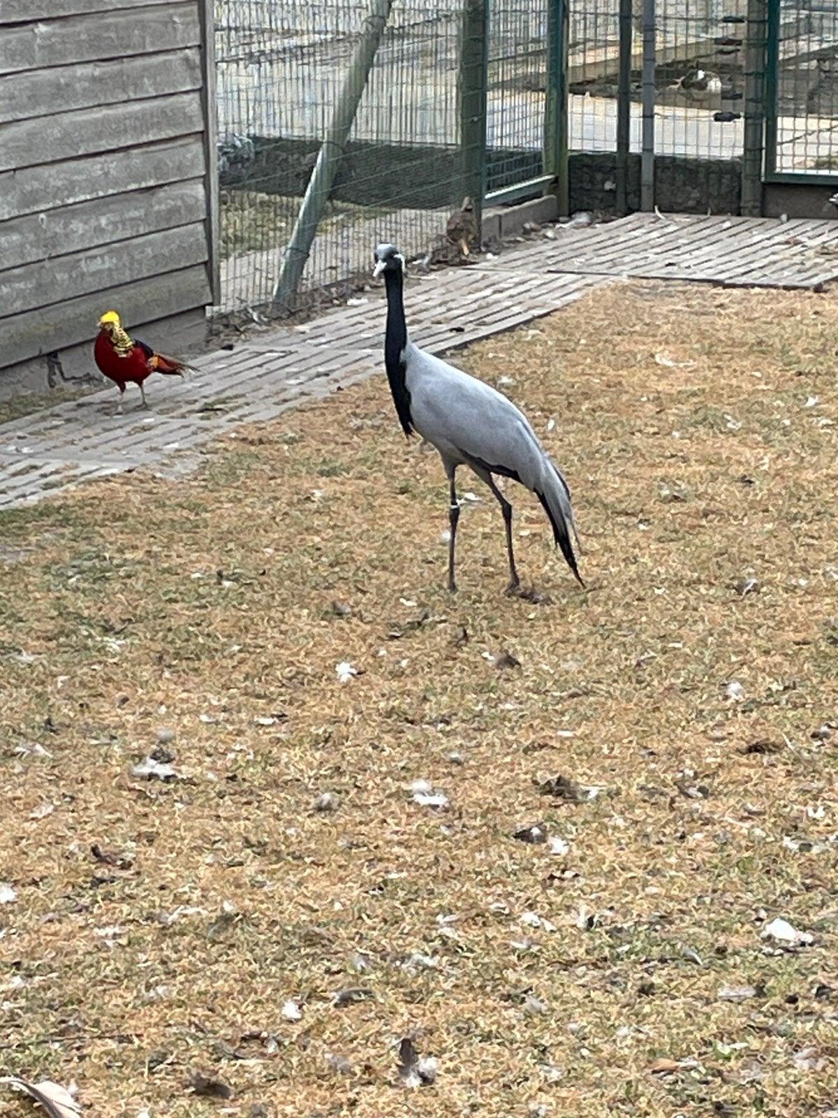 Jufferkraan vogel, Dieren en Toebehoren, Vogels | Overige Vogels, Meerdere dieren, Geringd