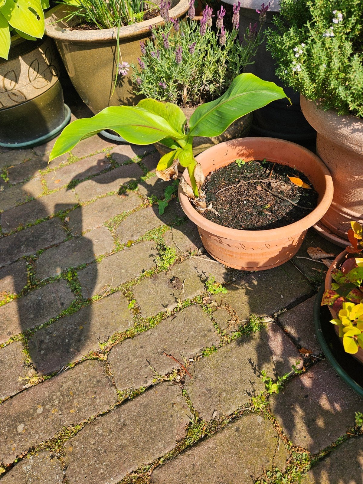 Bananenplanten, Ophalen, Winter