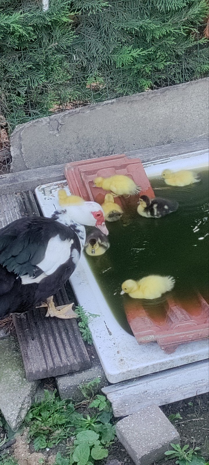 Barberie eendjes met moeder, Dieren en Toebehoren, Geslacht onbekend