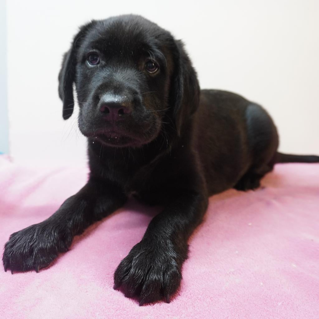 Vrolijke Labradorpups vol zachtheid te koop, Parvo, België, Handelaar, 8 tot 15 weken