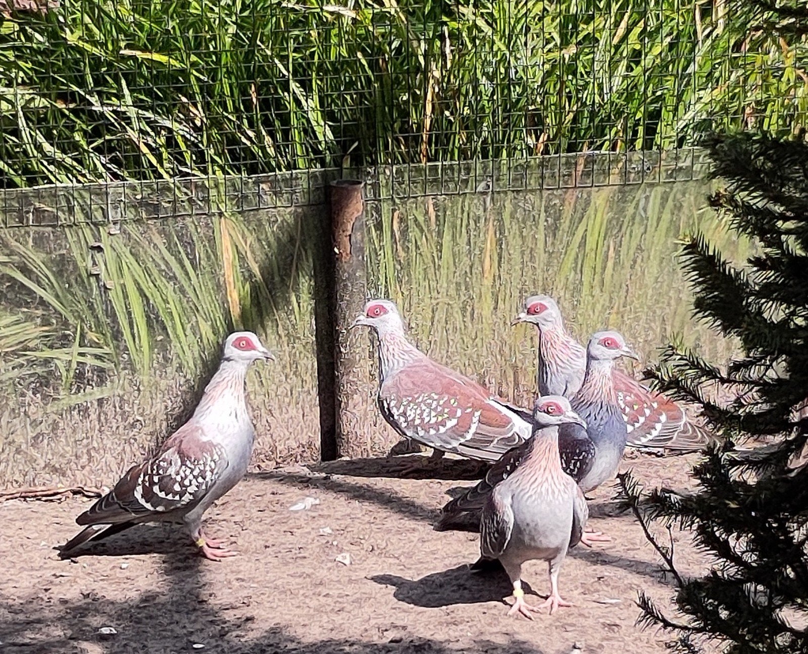 Guinea duiven, Plusieurs animaux, Autres espèces