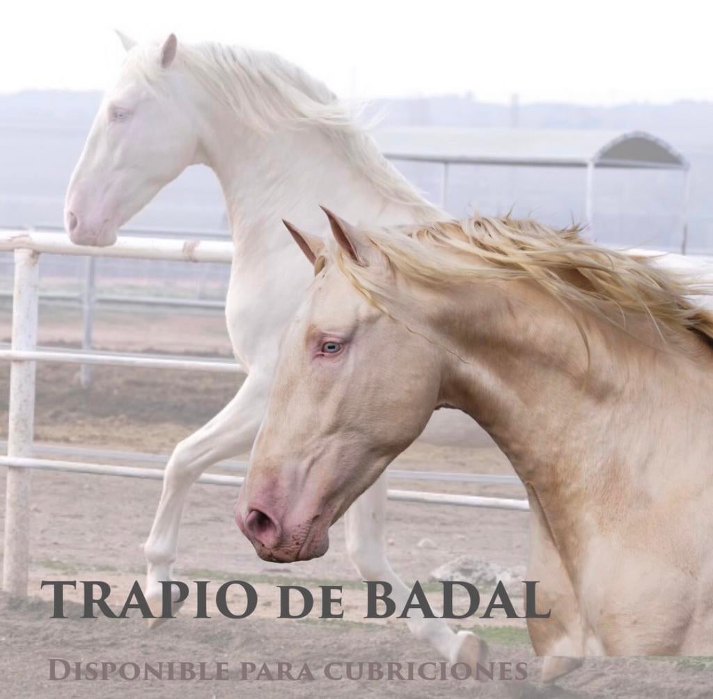 Étalons PRE à couvrir, Animaux & Accessoires, Chevaux