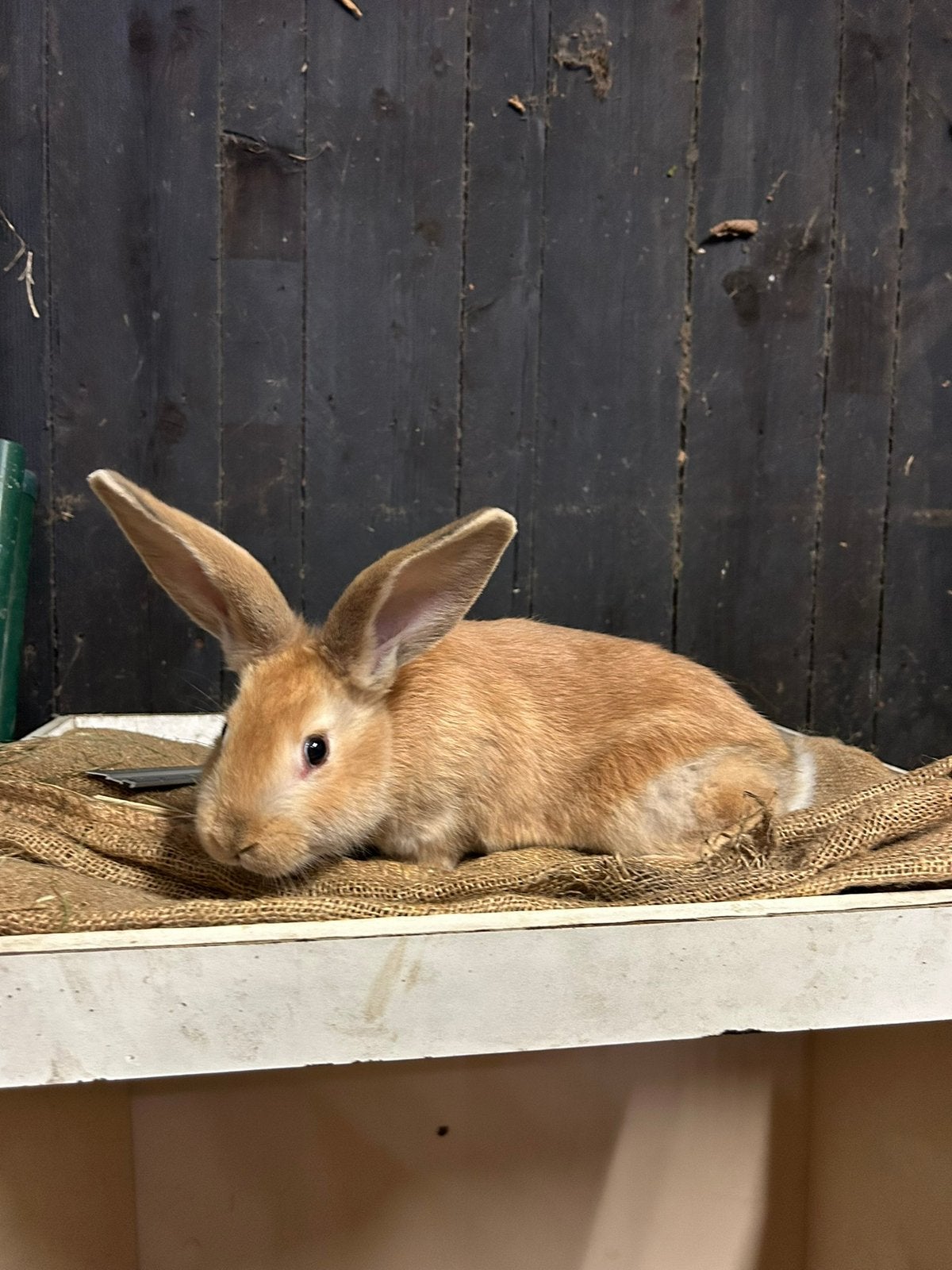 Rode Vlaamse reus voedster, Dieren en Toebehoren, Konijnen