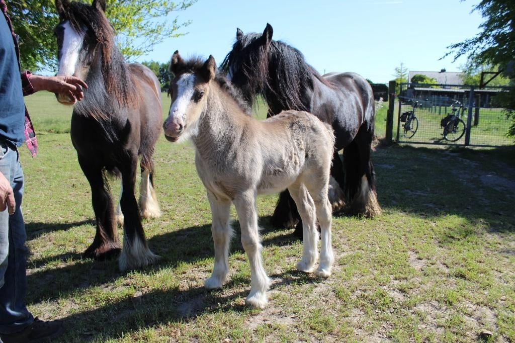 Irish cob tinker, Jument, Cheval de récréation, Avec pedigree, 0 à 2 ans
