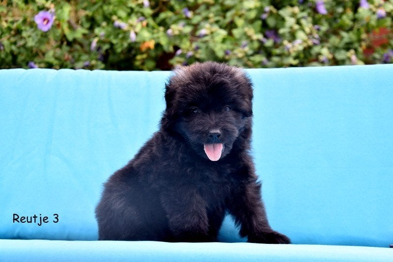 Prachtige Bouvier Des Flandres pup, Dieren en Toebehoren, Honden | Herdershonden en Veedrijvers, Bouvier, België, CDV (hondenziekte)