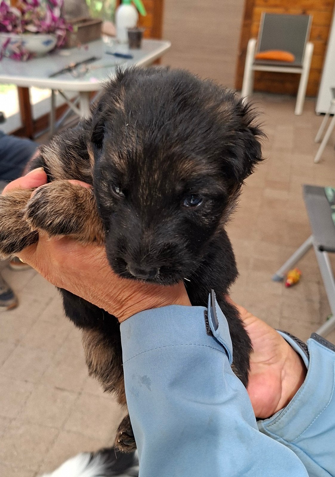langharig oude duitseherders pups, België, Particulier, Reu, CDV (hondenziekte)