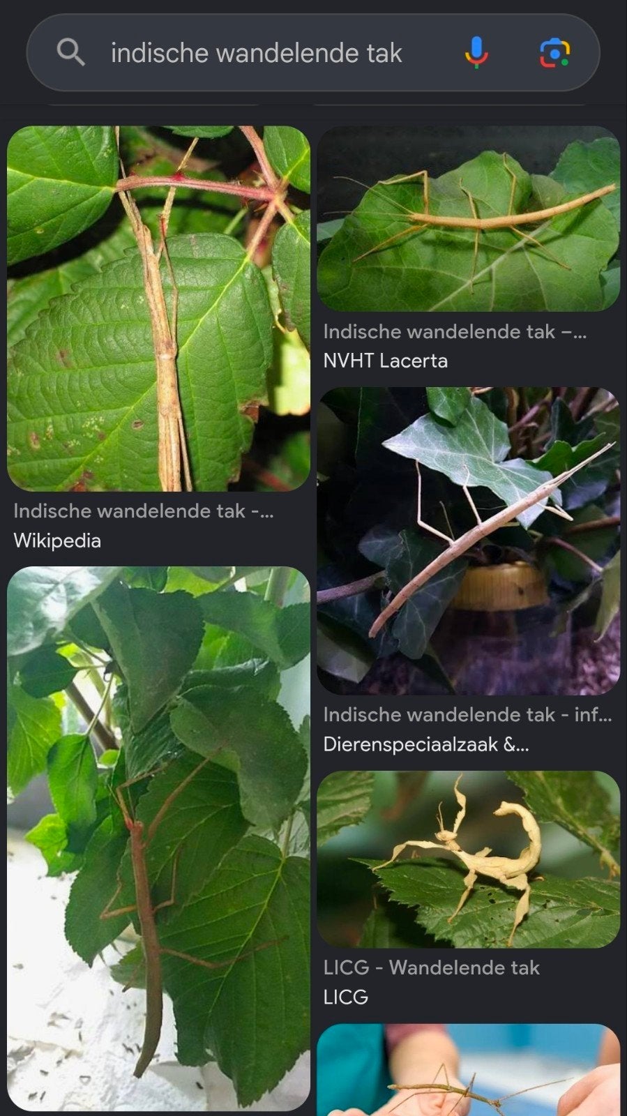 Eitjes wandelende tak - indische wandelende tak - PSG 1, Dieren en Toebehoren, Insecten en Spinnen, Wandelende tak