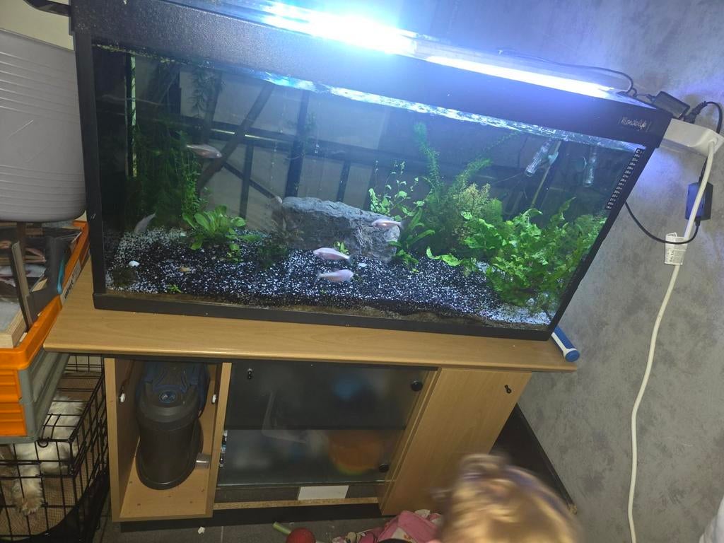 Aquarium, Enlèvement, Filter