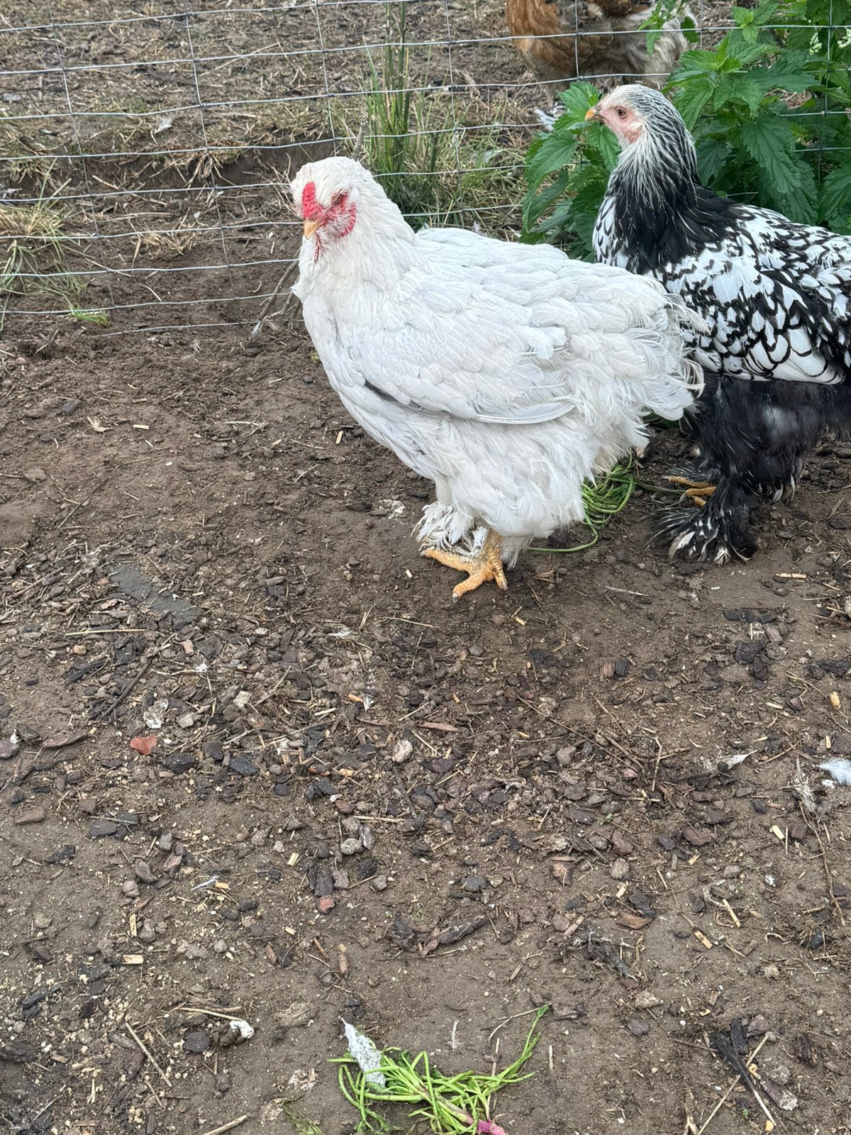 Brahma hennen