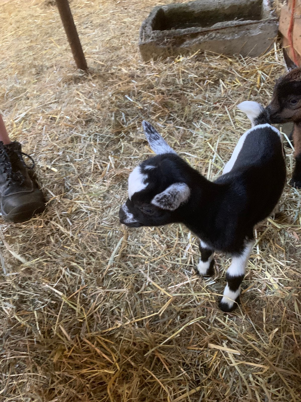 Dwerggeitje, Mâle, Chèvre, 0 à 2 ans